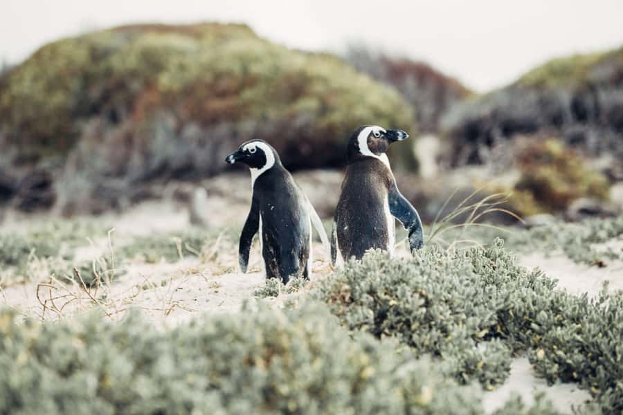 Private Cape Peninsula Half-Day Tour with Penguins - Who will enjoy this Cape Peninsula tour