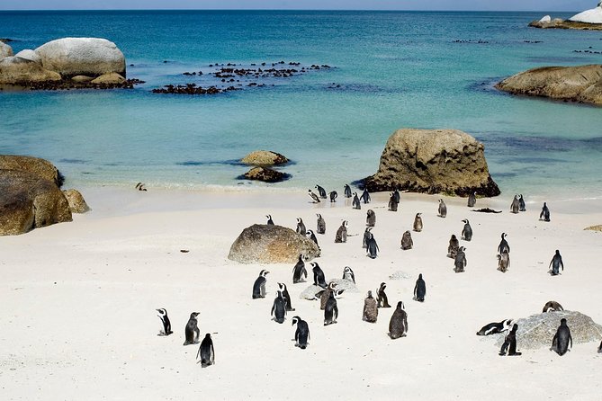 Private Cape Peninsula + Kirstenbosch Garden Full Day Guided Tour - Cape Point Nature Reserve requires walking
