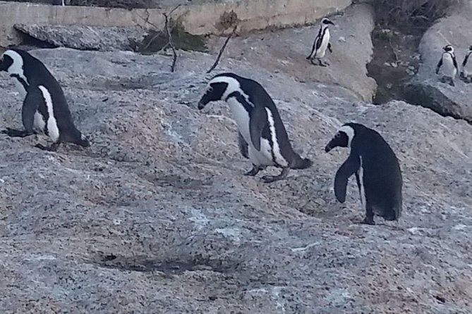 Private Cape Point Penguins Tour-Exploring the Cape Peninsula F/D - Hout Bay: coffee, crafts, and the optional seal trip