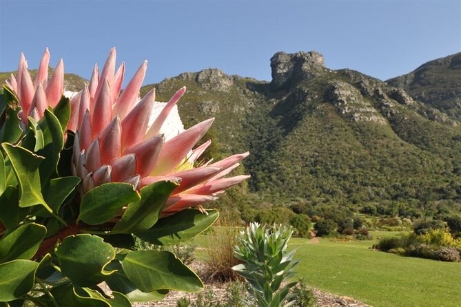Private Cape Town City Tour table Mountain with wine tasting - Kirstenbosch: plants and mountain scenery