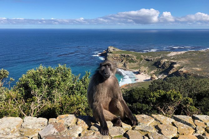 Private Day Tour to Cape Point , Penguins, Wine or Beer Tasting - Boyes Drive and the False Bay view