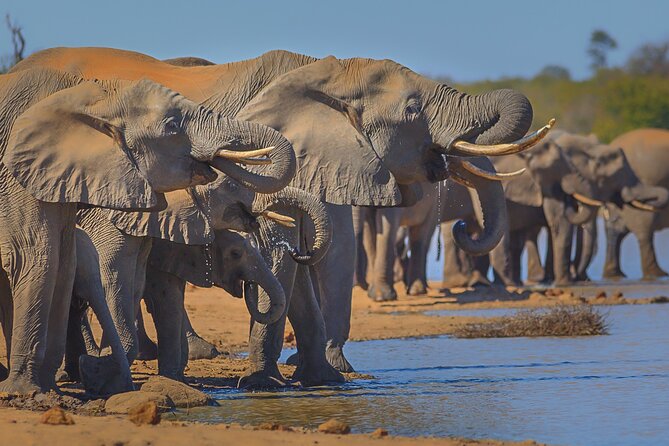 Private Full Day Safari (10 hours) in Kruger National Park - Letaba: breakfast and the Elephant Hall