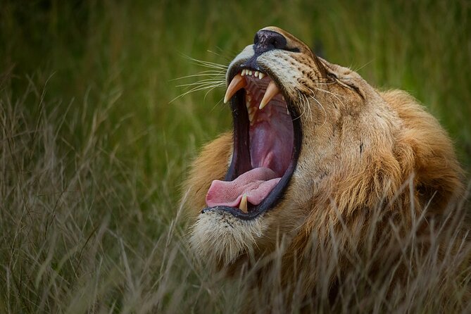 Private Full Day Safari (10 hours) in Kruger National Park - What the strong feedback tells you