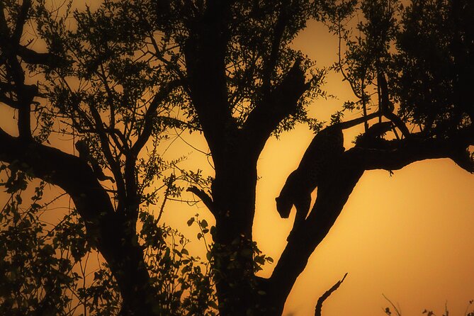 Private Full Day Safari (10 hours) in Kruger National Park - Starting before sunrise at Phalaborwa Gate