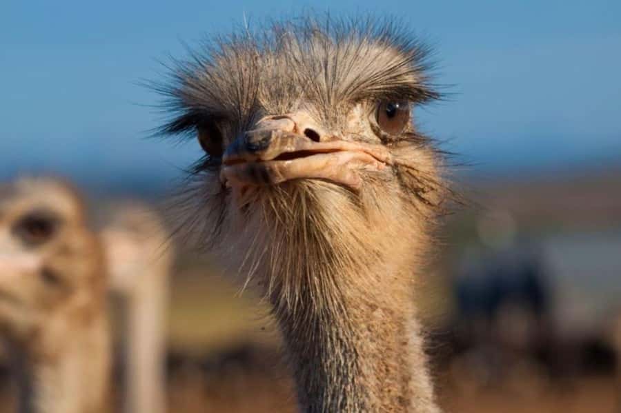 Private Oudtshoorn Full Day Tour - Is $227 per person a fair price?