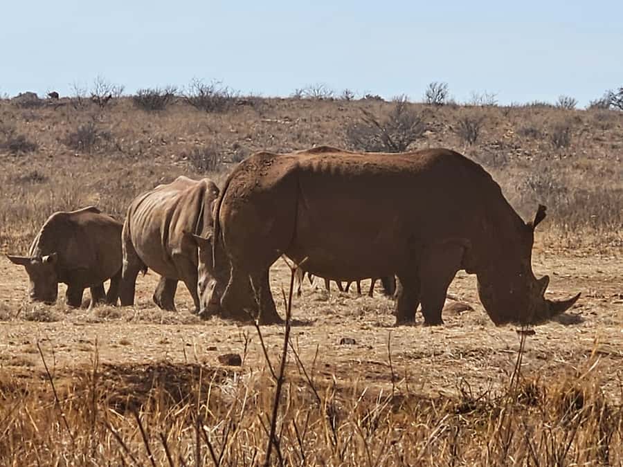 Private Rhino and Lion Park, Cradle Caves or Maropeng Museum - Key points to know