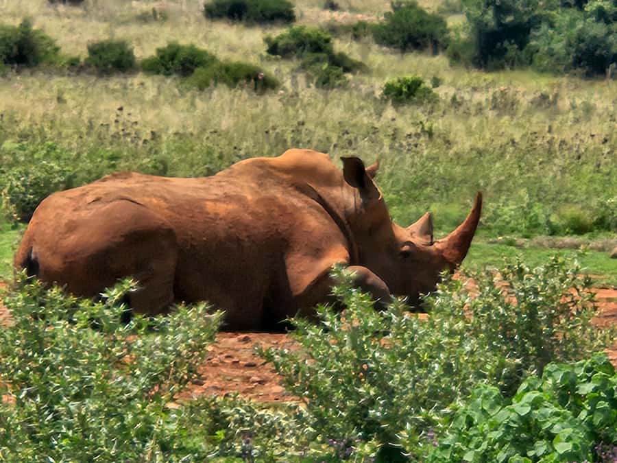 Private Rhino and Lion Park, Cradle Caves or Maropeng Museum - Final verdict: a smart Gauteng combination