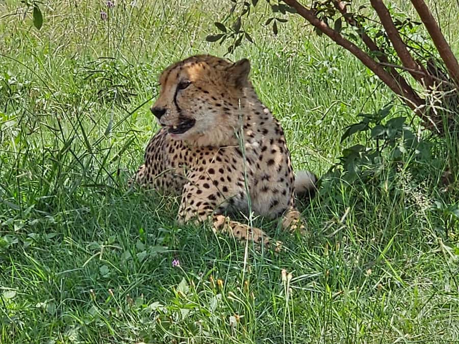 Private Rhino and Lion Park, Cradle Caves or Maropeng Museum - What Shane adds to the outing