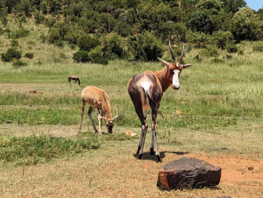 Private Safari. Cradle Humankind Caves or Maropeng Museum - Key points at a glance