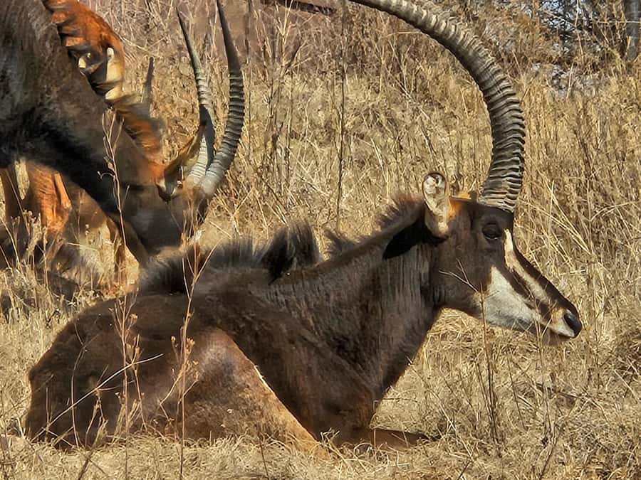 Private Safari. Cradle Humankind Caves or Maropeng Museum - Should you book the safari and Maropeng combination?