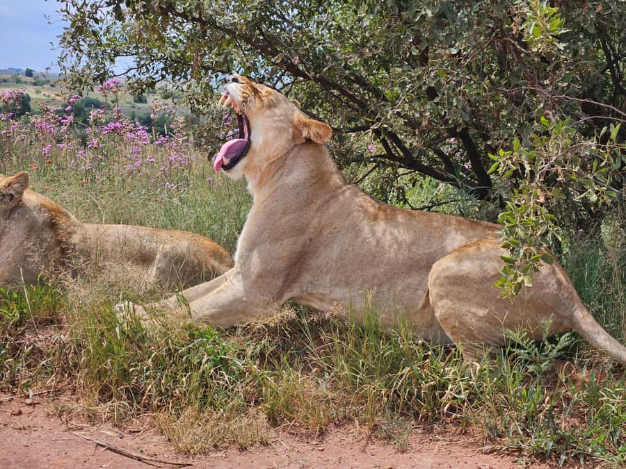 Private Safari. Cradle Humankind Caves or Maropeng Museum - From Gauteng pickup to the Safari and Lion Park