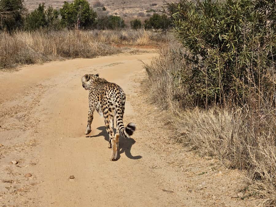 Private Safari. Cradle Humankind Caves or Maropeng Museum - The 30-minute transfer to Maropeng