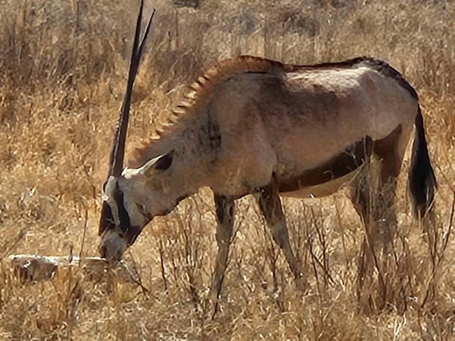 Private Safari. Cradle Humankind Caves or Maropeng Museum - What the $80 price really covers