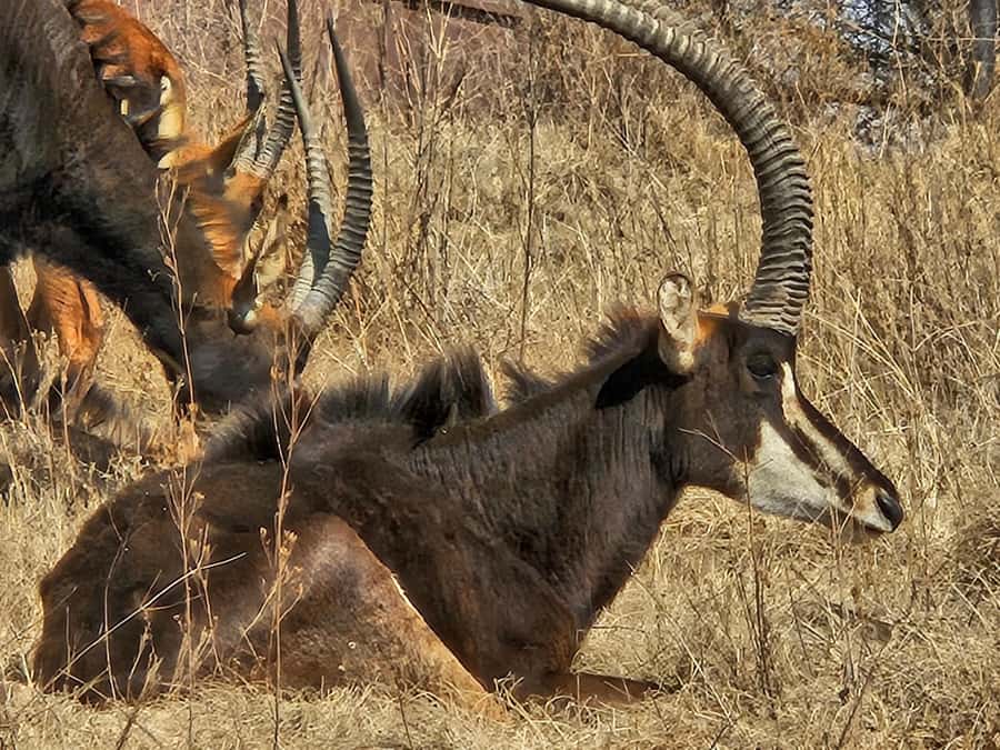 Private Safari. Cradle Humankind Caves or Maropeng Museum - Who will enjoy this private outing most