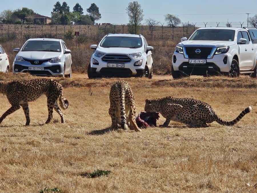 Private Safari. Cradle Humankind Caves or Maropeng Museum - Practical details to know before booking