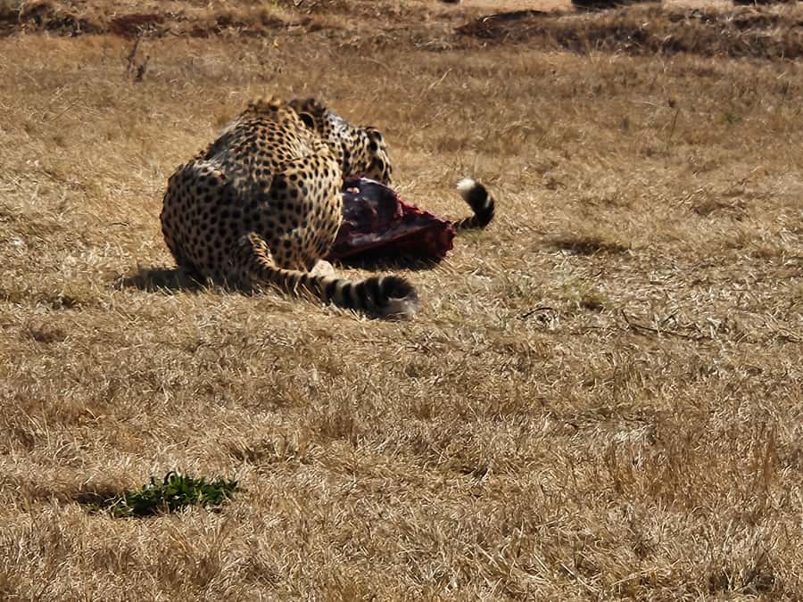 Private Safari. Cradle Humankind Caves or Maropeng Museum - Looking for lions, wild dogs, and cheetahs