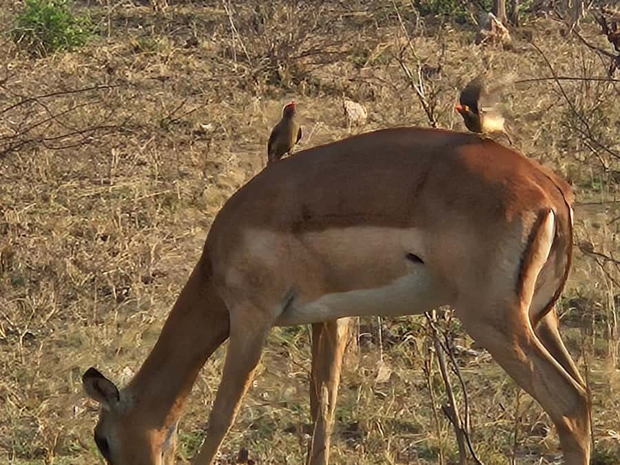Private Safari Tour: Pilansberg National Park Big 5 - Who will enjoy this safari most