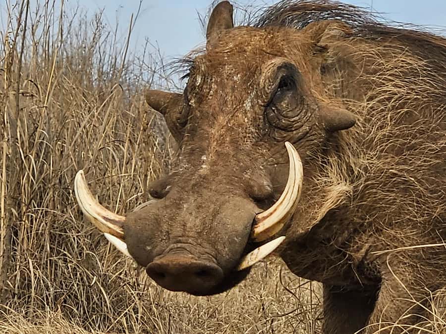 Private Safari Tour: Pilansberg National Park Big 5 - Learning to spot animals with Shane
