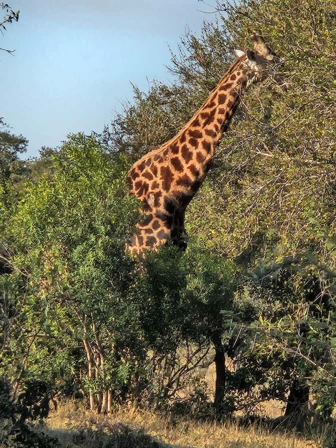 Private Safari Tour: Pilansberg National Park Big 5 - Why the private vehicle changes the day