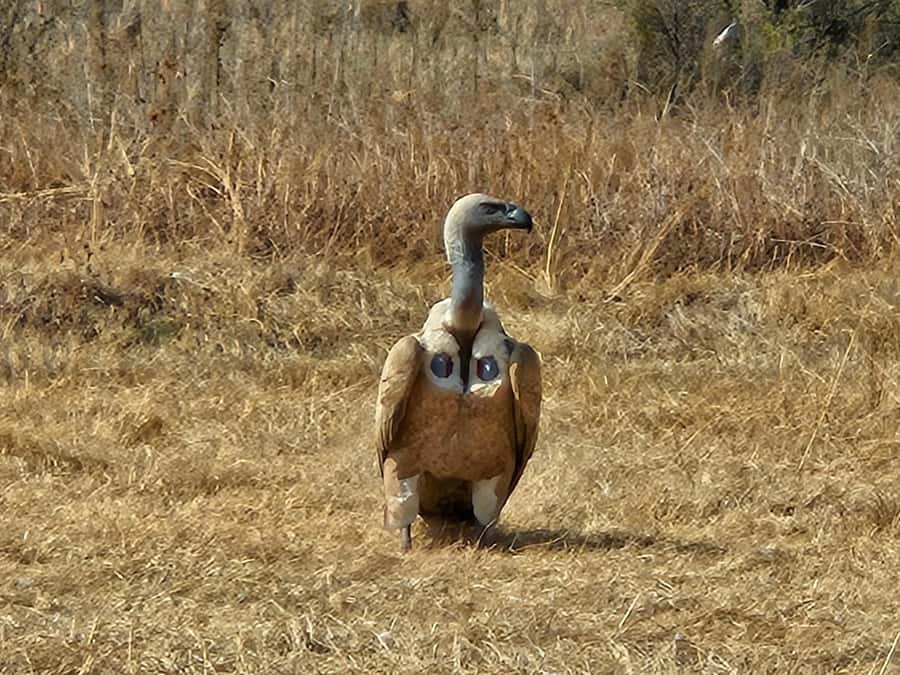 Private Safari Tour: Pilansberg National Park Big 5 - Lunch inside the reserve