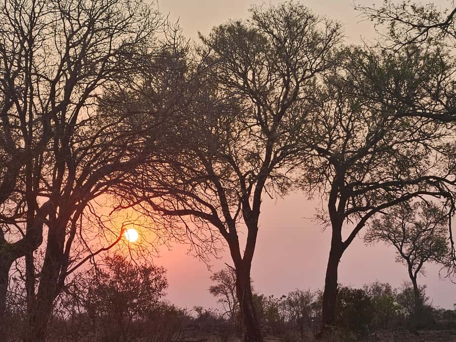 Private Safari Tour: Pilansberg National Park Big 5 - What the $155 price really covers