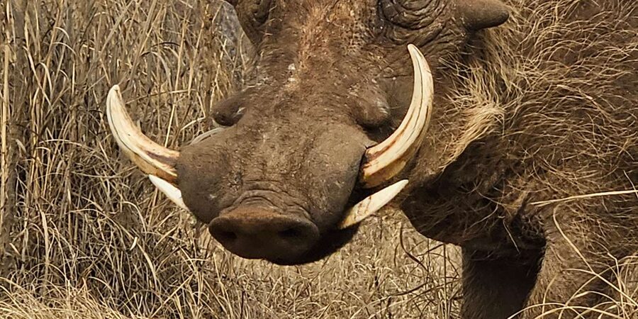 Private Safari Tour: Pilansberg National Park Big 5 - Sun City and extra time in Pilanesberg