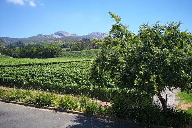 Private Stellenbosch, Franschhoek Paarl Wine Tour from Cape Town - Starting among Stellenbosch’s university avenues