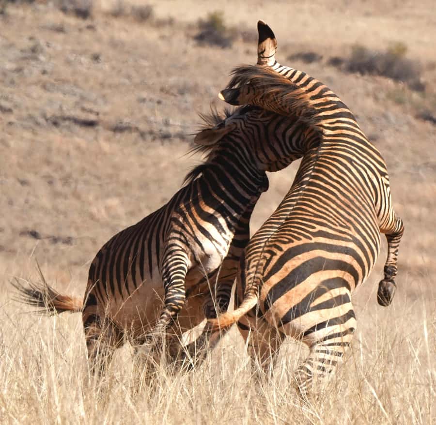 Private Tour: Big 5 Safari, Experience the wild animals - Key points at a glance