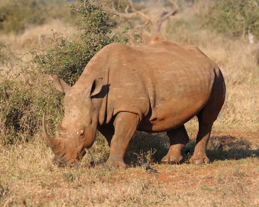 Private Tour: Big 5 Safari, Experience the wild animals - Arriving at Aquila Game Reserve