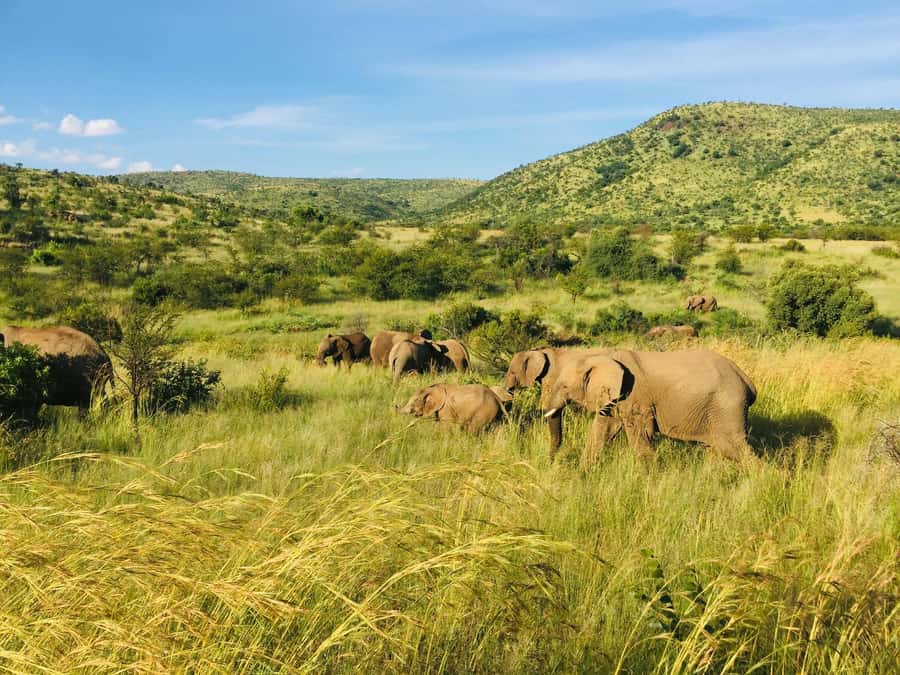 Private Tour: Big 5 Safari, Experience the wild animals - Two and a half hours in the open safari vehicle