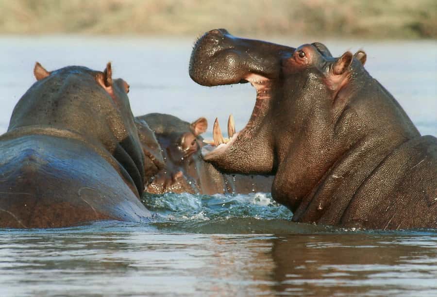 Private Tour: Big 5 Safari, Experience the wild animals - Who will get the most from this day