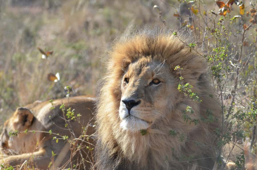 Private Tour: Big 5 Safari, Experience the wild animals - Should you book the Aquila day trip?