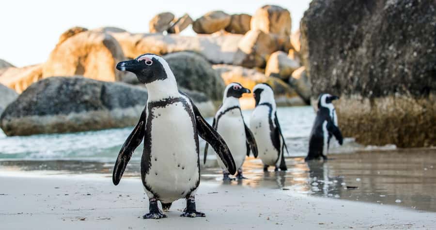 Private Tour:Cape of Good Hop>Chapman’s >Penguin>Seal island - A long coastal day with plenty of variety