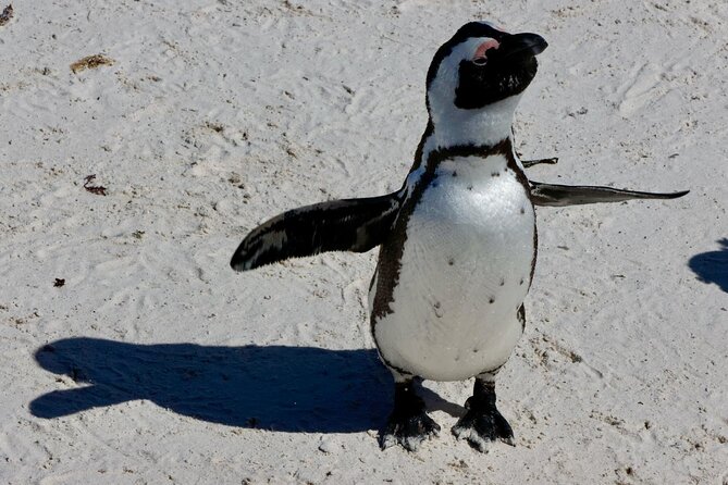Private Tour : Cape of Good Hope,Penguin Colony& Muizenberg Beach - Boulders Beach: make the penguins your priority