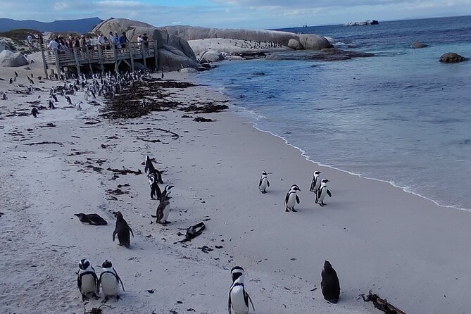 Private Tour : Cape of Good Hope,Penguin Colony& Muizenberg Beach - The private format and the $160 price