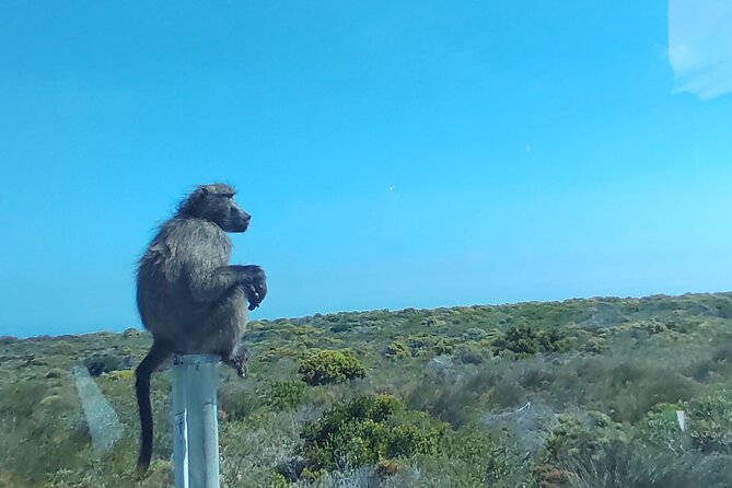 Private Tour : Cape of Good Hope,Penguin Colony& Muizenberg Beach - Hout Bay and Chapman’s Peak: the scenic heart of the drive