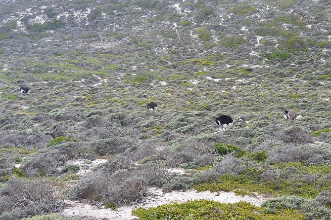 Private Tour Cape of Good Hope & Penguins Sightseeing Full day - One day, six Cape Town highlights, and a lot of coastline