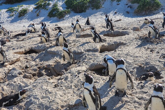 Private Tour Cape of Good Hope & Penguins Sightseeing Full day - Chapman’s Peak: the road is part of the attraction