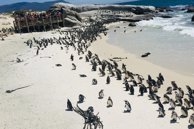 Private Tour Cape of Good Hope & Penguins Sightseeing Full day - Camps Bay and Maiden’s Cove for the big views