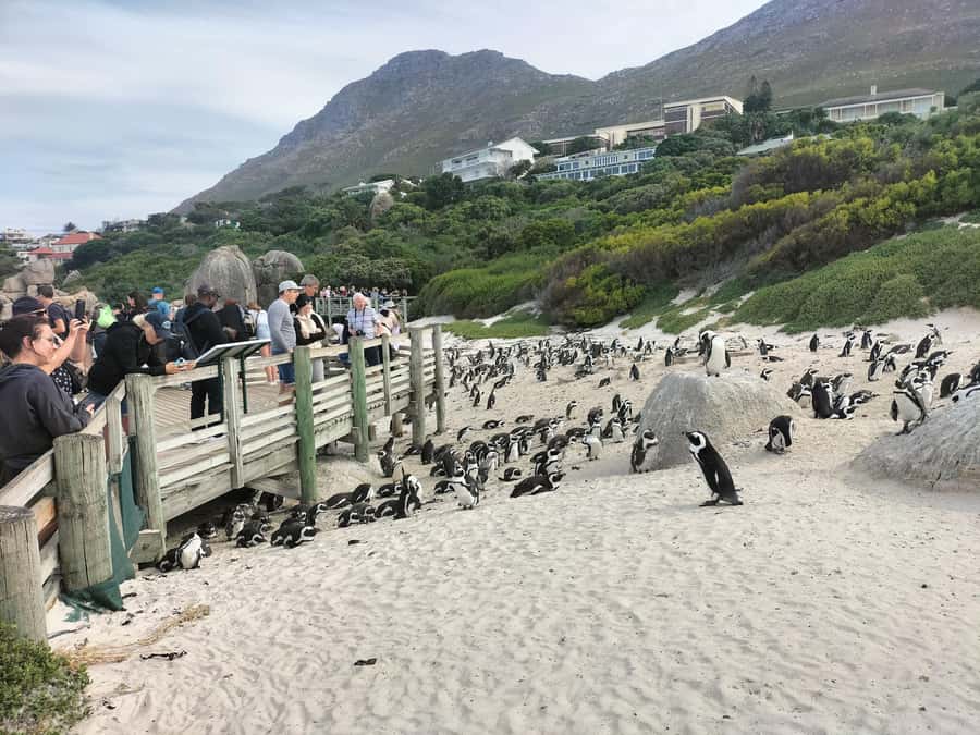 Private Tour:Cape Peninsula &Penguin Beach, Cape Point &more - Lunch in Simon’s Town, then the return route