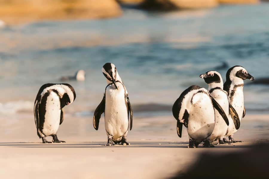 Private Tour: Cape Point, Penguins, Chapmans Peak & more... - One day from Bo-Kaap to the Cape Peninsula