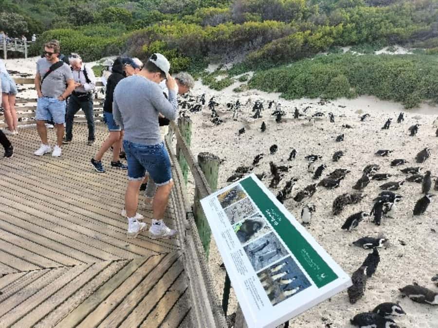 Private Tour: Cape Point, Penguins, Chapmans Peak & more... - The return through Muizenberg