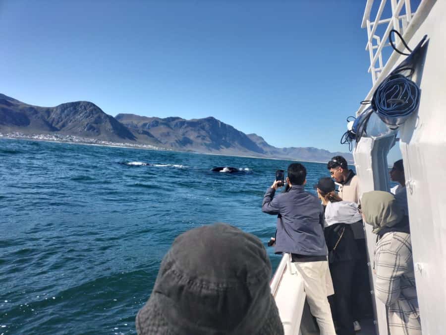 Private Tour: Hermanus- Boat Based Whale Watching Experience - Key points to know before booking