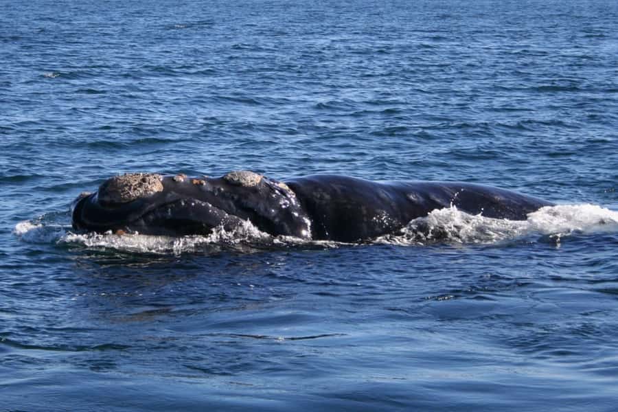 Private Tour: Hermanus- Boat Based Whale Watching Experience - Clarence Drive and the coastal views