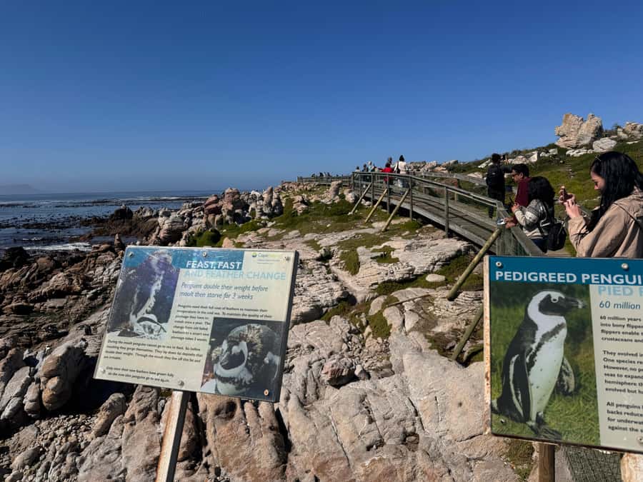 Private Tour: Hermanus- Boat Based Whale Watching Experience - Stony Point Nature Reserve and Betty’s Bay penguins