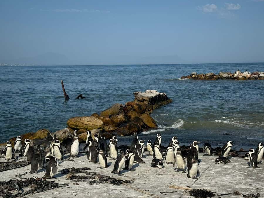 Private Tour: Hermanus- Boat Based Whale Watching Experience - Arriving in Hermanus for the whale trip