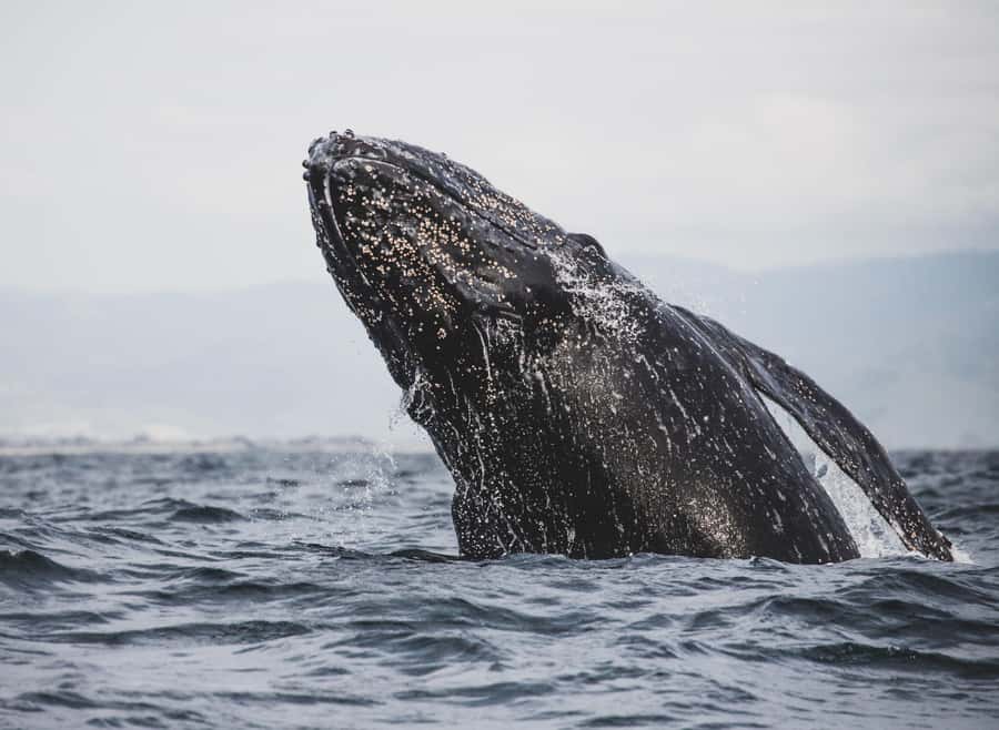 Private Tour: Hermanus- Boat Based Whale Watching Experience - The return through False Bay