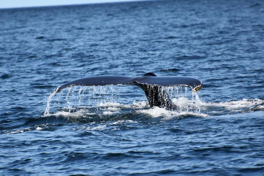 Private Tour: Hermanus- Boat Based Whale Watching Experience - The private drive from Cape Town to Gordon’s Bay
