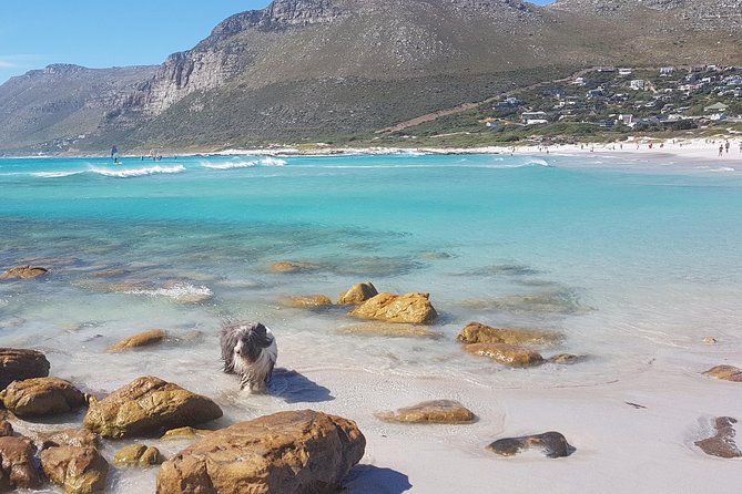 Private Tour Of Penguins, Cape Of Good Hope & Peninsula. - A private day around the Cape Peninsula