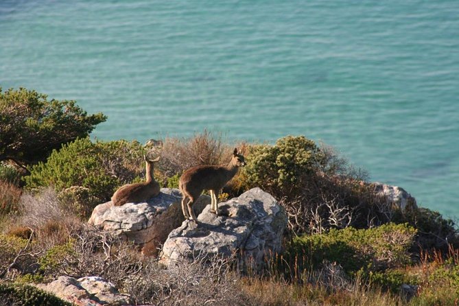 Private Tour Of Penguins, Cape Of Good Hope & Peninsula. - Scarborough shows a quieter side of the coast